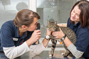 Diagnostik bei Katzen in der Tierarztpraxis bei Zeven