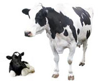 Tierarzt für Rinder und Kühe